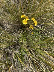 Dolichoglottis lyallii