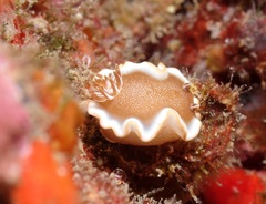 Glossodoris rufomarginata