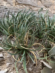 Agave lechuguilla