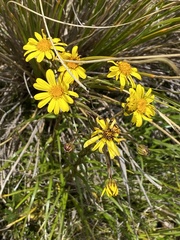Dolichoglottis lyallii