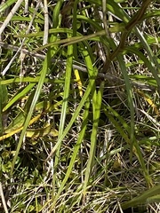 Dolichoglottis lyallii