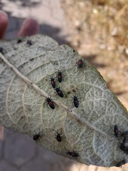 Stenomacra marginella