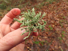 Ramalina subleptocarpha