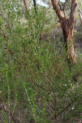 Prostanthera behriana