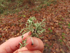 Ramalina subleptocarpha