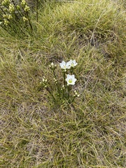 Gentianella montana