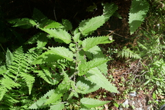 Urtica ferox