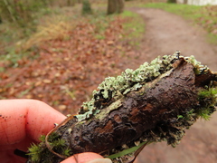 Hypogymnia physodes