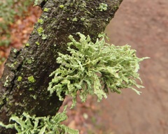 Ramalina subleptocarpha