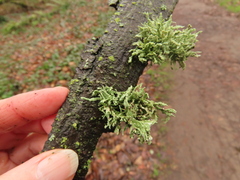 Ramalina subleptocarpha