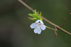 Prostanthera behriana
