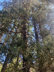 Cupressus bakeri