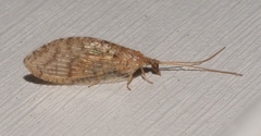 Hemerobius
