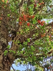 Peraxilla tetrapetala