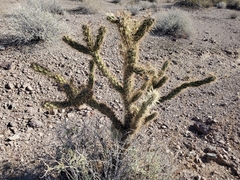 Cylindropuntia acanthocarpa acanthocarpa