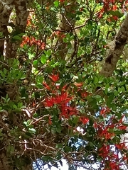 Peraxilla tetrapetala