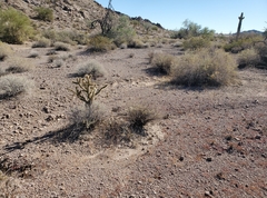 Cylindropuntia acanthocarpa acanthocarpa