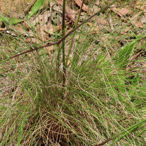 Image of Rytidosperma pallidum by (c) Elspeth Swan, some rights reserved (CC BY)