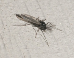 Orthocladiinae