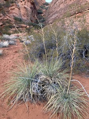 Yucca utahensis