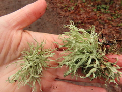 Ramalina farinacea