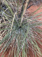 Yucca utahensis