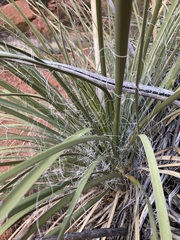 Yucca utahensis