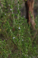 Prostanthera behriana