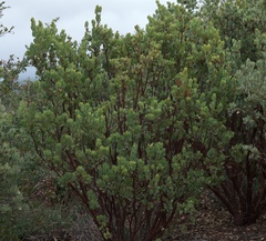 Arctostaphylos