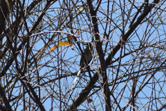 Setophaga coronata