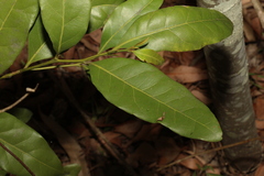 Cryptocarya