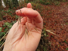 Bromus sitchensis sitchensis