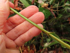 Bromus sitchensis sitchensis