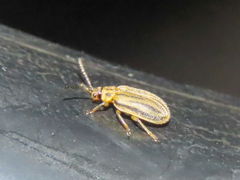Ophraella communa