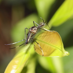 Toxorhynchites speciosus