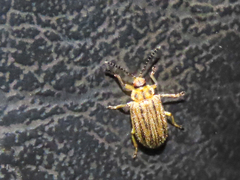 Ophraella communa