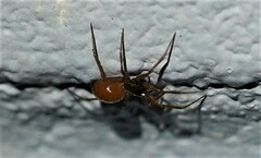 Ostearius melanopygius