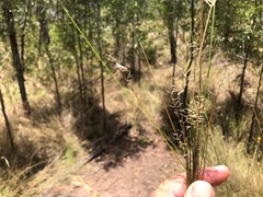 Aristida caput-medusae