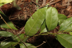 Cryptocarya