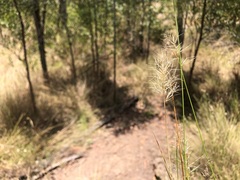 Aristida caput-medusae