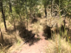 Aristida caput-medusae