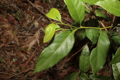 Cryptocarya