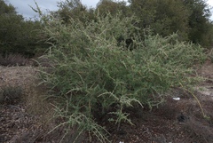 Ceanothus leucodermis