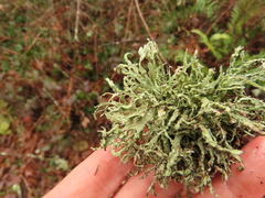 Ramalina subleptocarpha