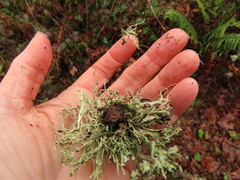 Ramalina subleptocarpha