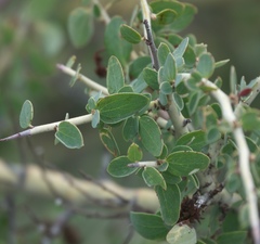 Ceanothus leucodermis