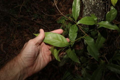 Cryptocarya