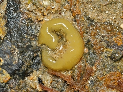 Siphonaria