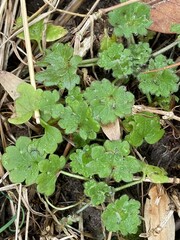 Ranunculus parviflorus