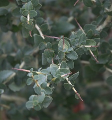 Ceanothus leucodermis
